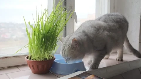 The cat eats food from a bowl on the windowsill Video stock 244663957