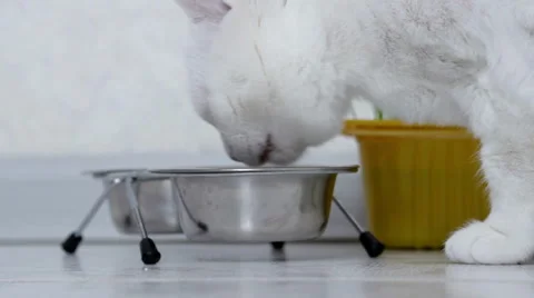 Cat eats food Stock Footage 40451663