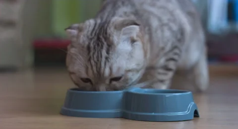 Cat eats food Stock Footage 68629305