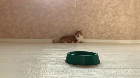 Cat eats food Stock Footage 119932124