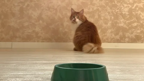 Cat eats food Stock Footage 119932964