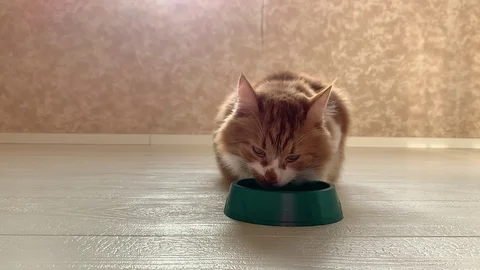 Cat eats food Stock Footage 119933007