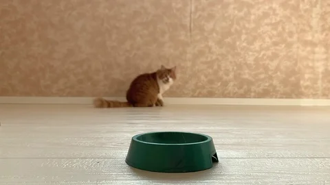 Cat eats food Stock Footage 119933015