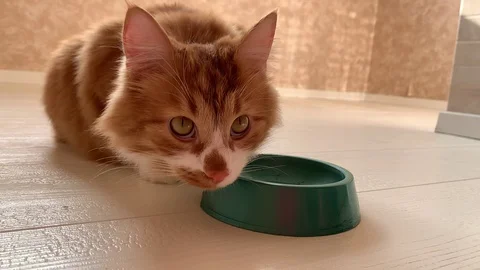 Cat eats food Stock Footage 119933041