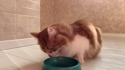 Cat eats food Stock Footage 119933085