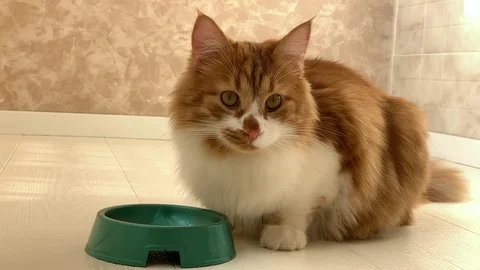 Cat eats food Stock Footage 119933117