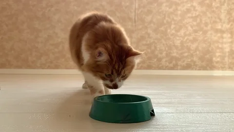 Cat eats food Stock Footage 119933211