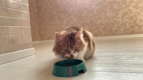 Cat eats food Stock Footage 119933222
