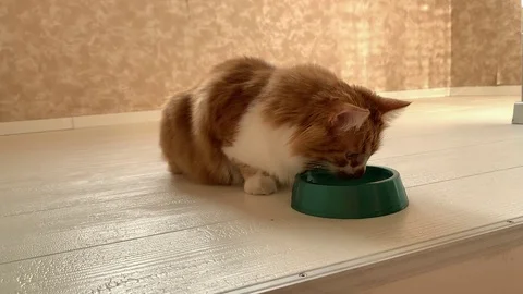 Cat eats food Stock Footage 119933250