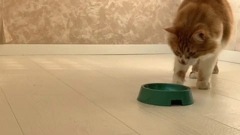 Cat eats food Stock Footage 119933332