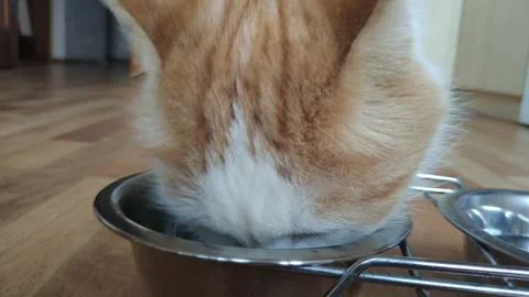 Cat eats food Stock Footage 138656443