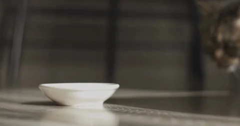 Cat eats food in the house shallow focus Stock Footage 87964315