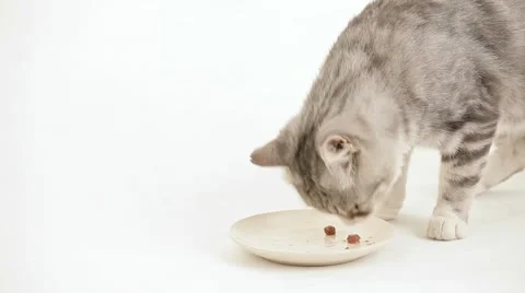 Cat Eats The Food On Plate Video stock 52409620