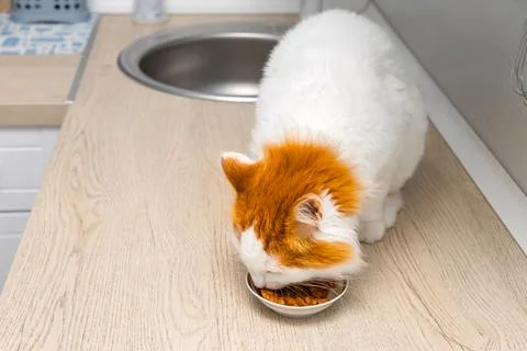 Cat eats food sitting on the kitchen counter. Stock Photos