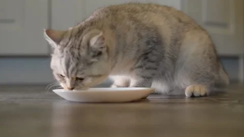 The cat eats food.Scottish kitten. Stock Footage 181582581