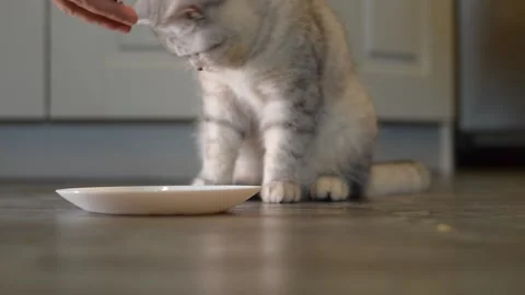 The cat eats food.Scottish kitten. Stock Footage 181582602