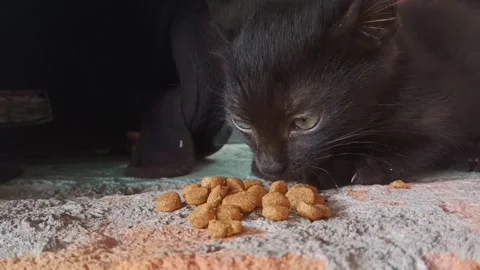 Cat eats Stock Footage 261728119