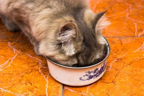 The cat eats a forage, has refused sausage Foto stock