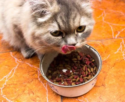 The cat eats a forage, has refused sausage Foto stock
