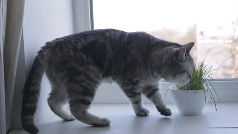 Cat eats fresh grass on a windowsill Stock-Footage 119759084