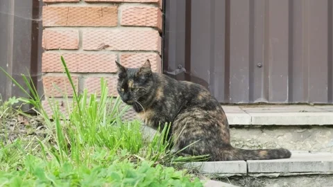 Cat eats fresh green grass near brick wall to clean stomach and aid digesti.. Stock Footage 344956251