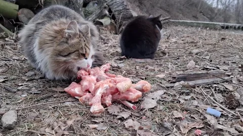 Cat eats frozen chicken bones. Second black cat sits nearby Stock Footage 308654554