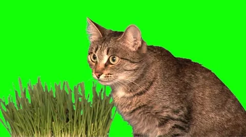 Cat eats grass (close up) Stock Footage 10865927