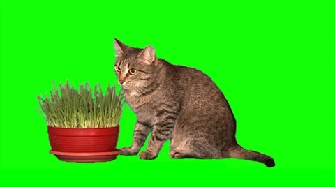 Cat eats grass Stock Footage 10865881
