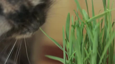 Cat eats grass 動画素材 11863668