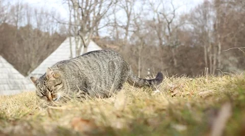 Cat Eats Grass Stock Footage 46112013