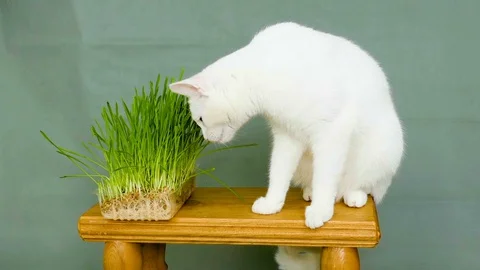 The cat eats grass Stock Footage