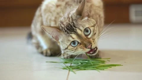 Cat eats grass Stock Footage 238564182