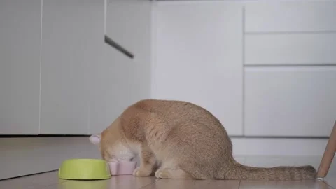 The cat eats grass Stock Footage 267834575