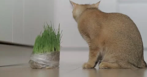 The cat eats grass Stock Footage 267835441