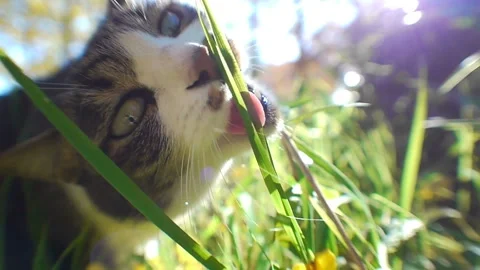A Cat That Eats Grass Stock Footage 327525322
