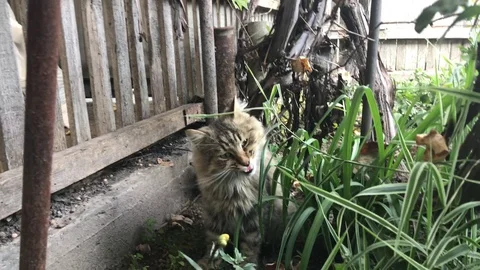Cat eats grass in the garden. Beautiful soft focus. Stock Footage 128220674