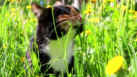 A cat eats grass on the street . Vitamins for animals. Cat and grass. Video stock 158763387