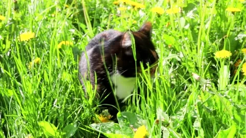 A cat eats grass on the street . Vitamins for animals. Cat and grass. Stock Footage 162977128