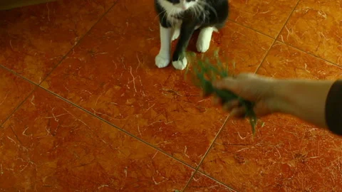 The cat eats a grass, is treated by a grass. Stock Footage 86156891