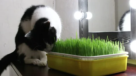 Cat eats the grass of wheat from yellow tray Stock Footage 145343150
