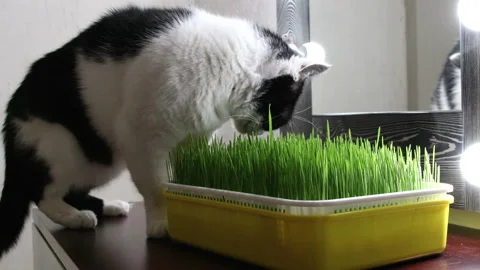 Cat eats the grass of wheat from yellow tray Stock Footage 145668357
