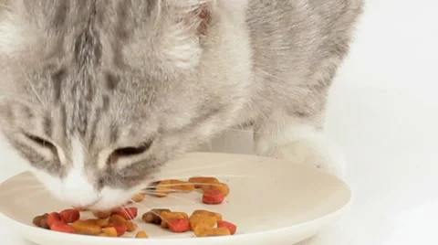 The Cat Eats Greedily Canned Fish Food Video stock 52154522