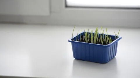 Cat eats green grass Stock Footage 104127200