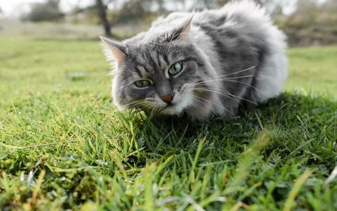 Cat eats green grass on the lawn outdoors, close-up. Stock Photos