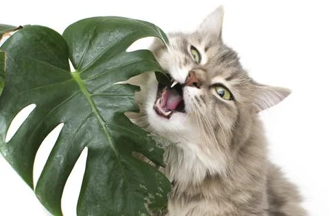 Cat eats green leaf plant 库存照片