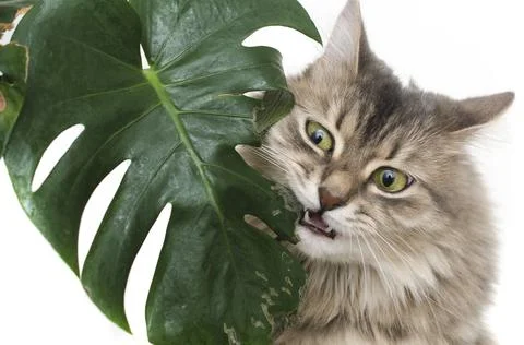 Cat eats green leaf plant 库存照片