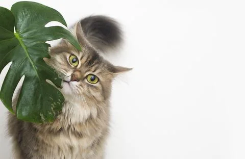 Cat eats green leaf plant Stock Photos
