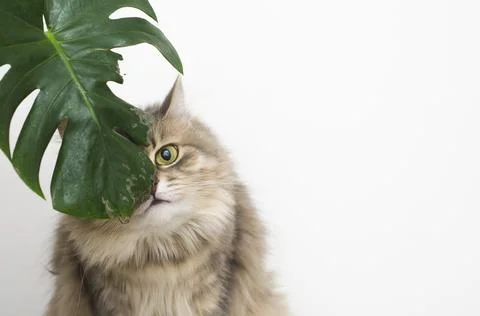 Cat eats green leaf plant Stock Photos