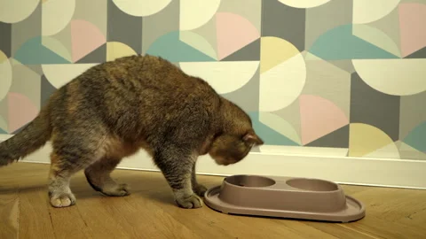 Cat eats from hand. Hand feeding a cat. Stock Footage 277808926