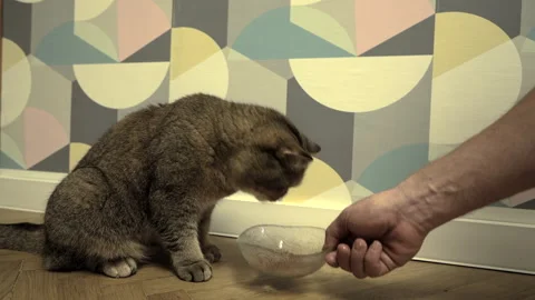 Cat eats from hand. Hand feeding a cat. Stock Footage 277809664
